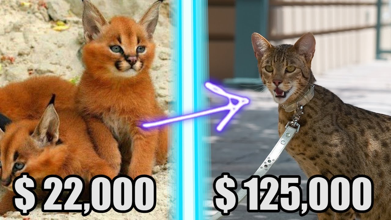 Top 5 Most Expensive Cat Breeds 