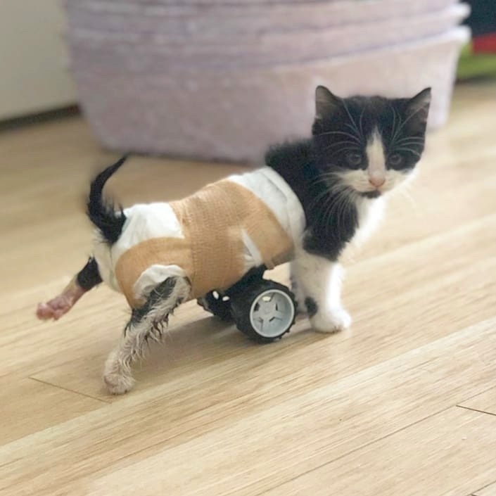 Cat Gets a Set of Wheels 